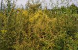 род Cuscuta. Вегетирующие растения на Artemisia, Tanacetum, Vicia и Apiacaea. Приморье, окр. г. Находка, бухта Прозрачная, приморский луг. 28.07.2021.