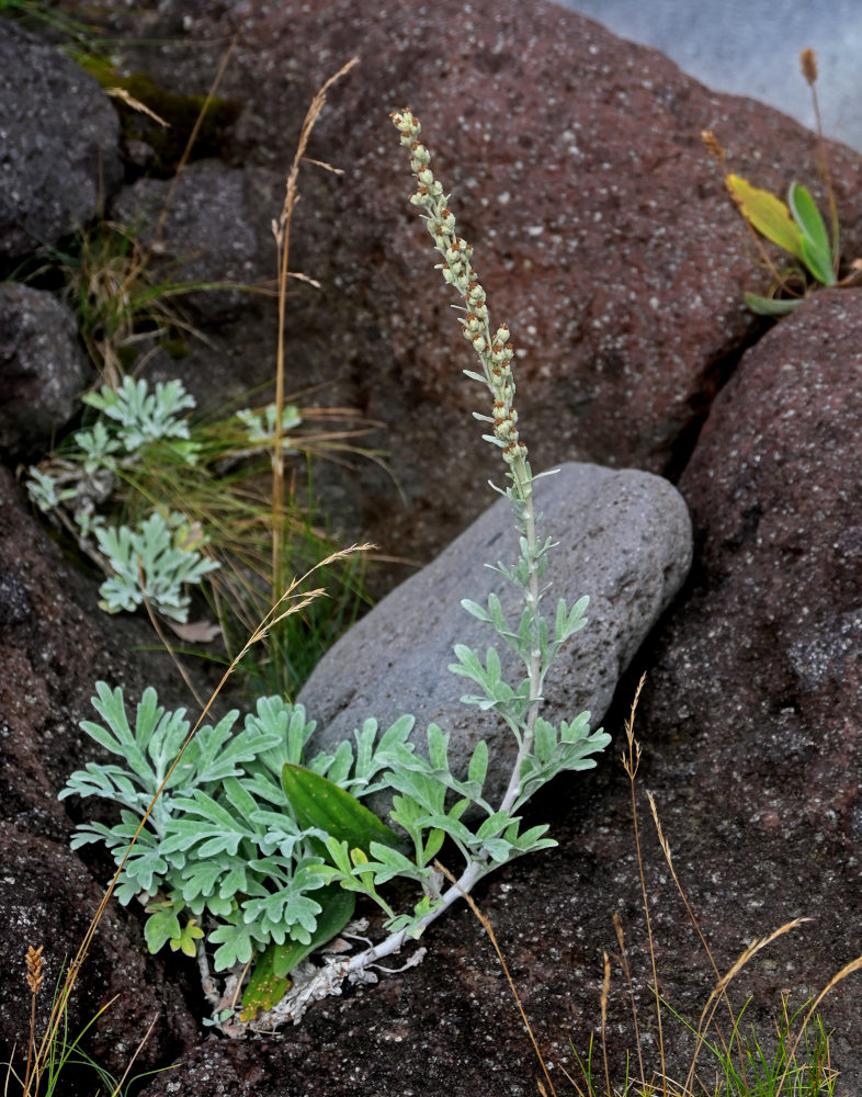 Изображение особи Artemisia stelleriana.