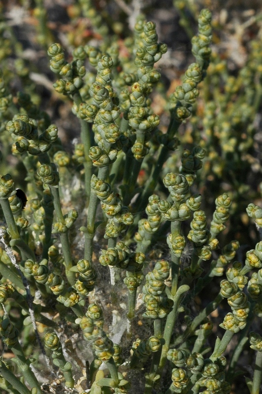 Image of Anabasis salsa specimen.