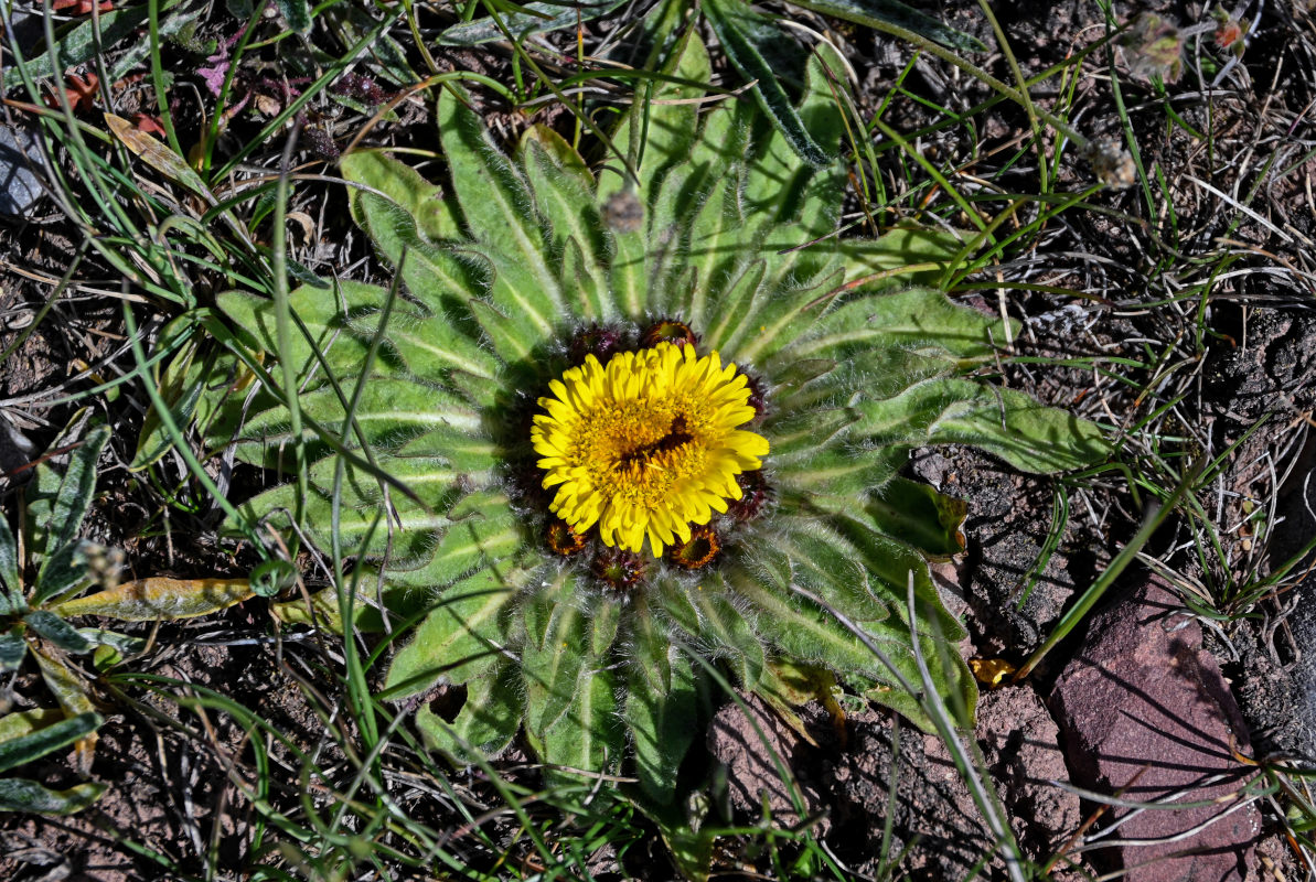 Изображение особи Inula rhizocephala.