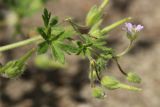 Geranium pusillum