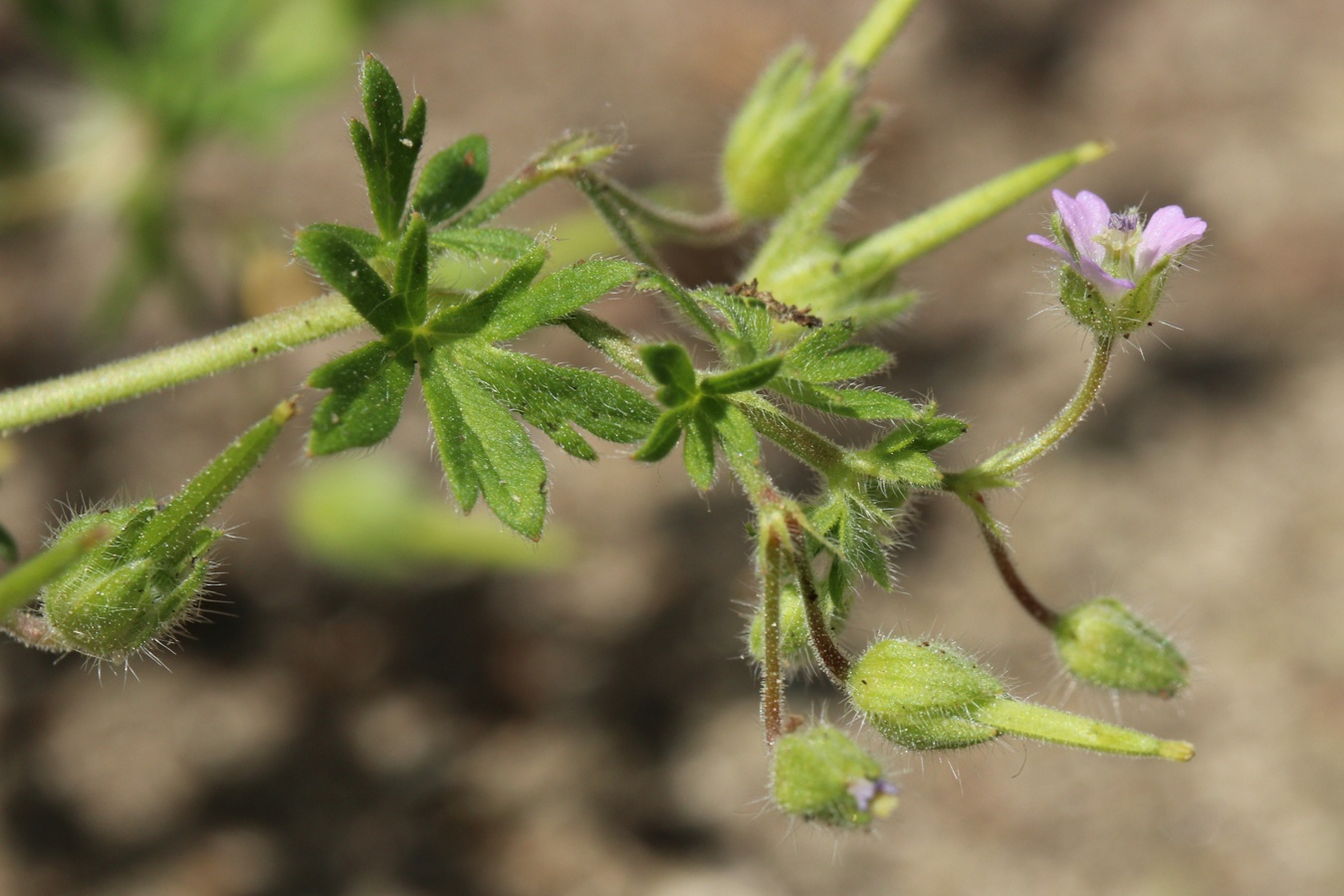 Image of Geranium pusillum specimen.