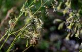 Silene saxatilis