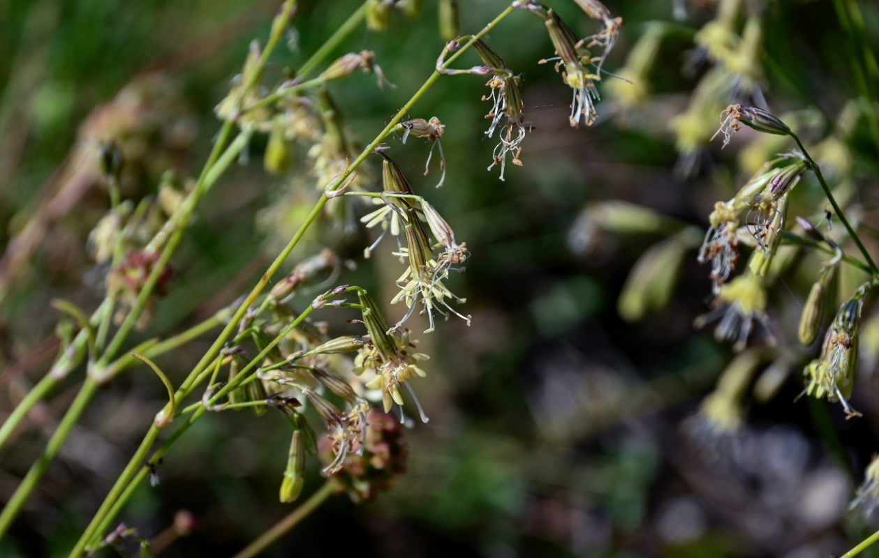 Изображение особи Silene saxatilis.