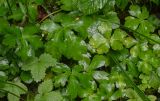 Sanicula europaea. Нижние листья (слева видны листья Fragaria). Грузия, Самцхе-Джавахети, окр. г. Боржоми, широколиственный лес. 11.06.2023.