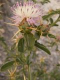 Centaurea iberica. Верхушка побега с распустившимся и нераспустившимся соцветиями. Казахстан, Кызылординская обл., Жанакорганский р-н, пос. Абай. 23 июня 2010 г.