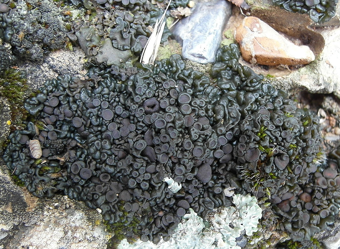 Image of Enchylium tenax specimen.