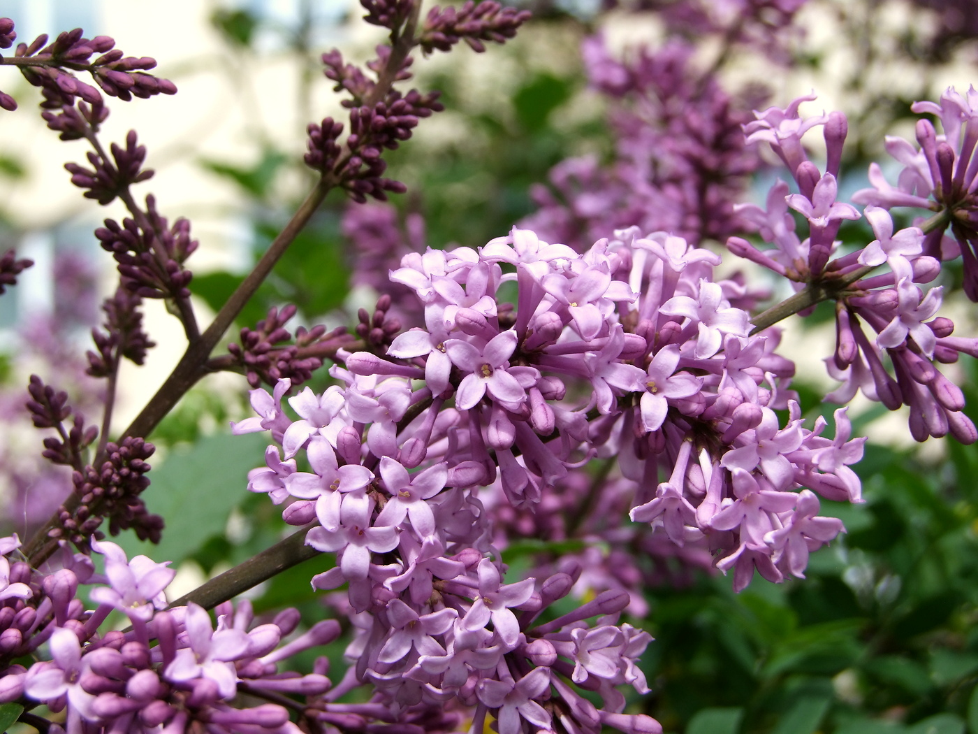 Image of Syringa josikaea specimen.