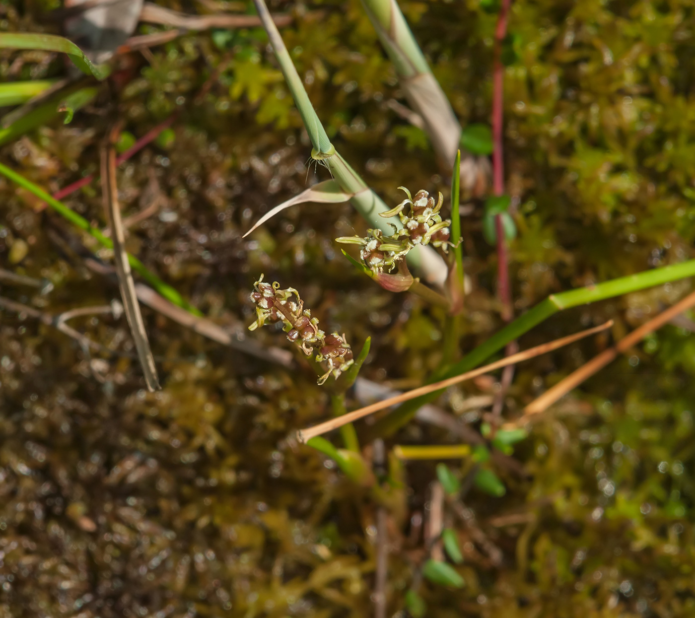 Image of Scheuchzeria palustris specimen.