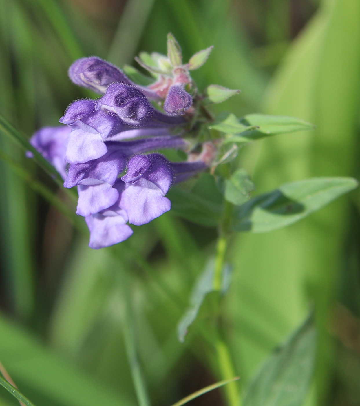 Image of Scutellaria hastifolia specimen.