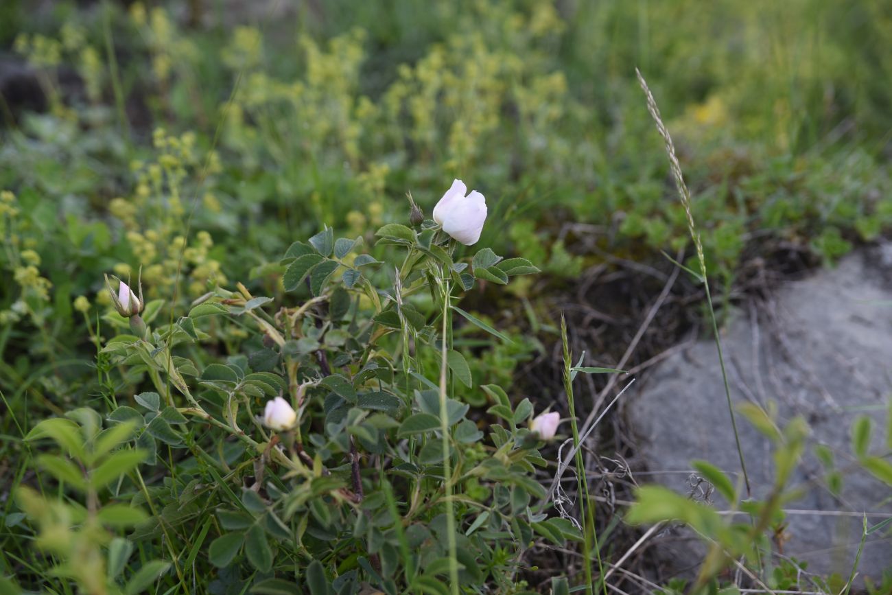 Image of genus Rosa specimen.