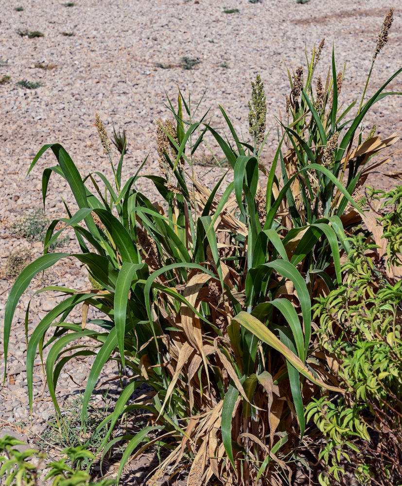 Image of Sorghum bicolor specimen.