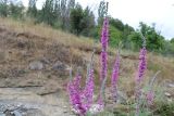 Lythrum tomentosum