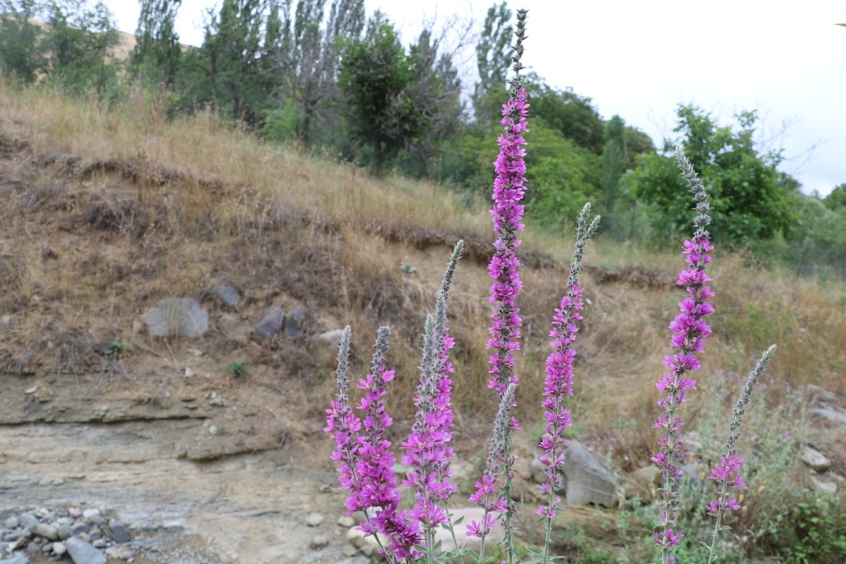 Image of Lythrum tomentosum specimen.