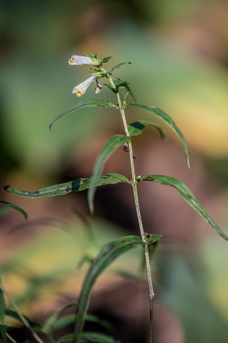 Image of Melampyrum pratense specimen.