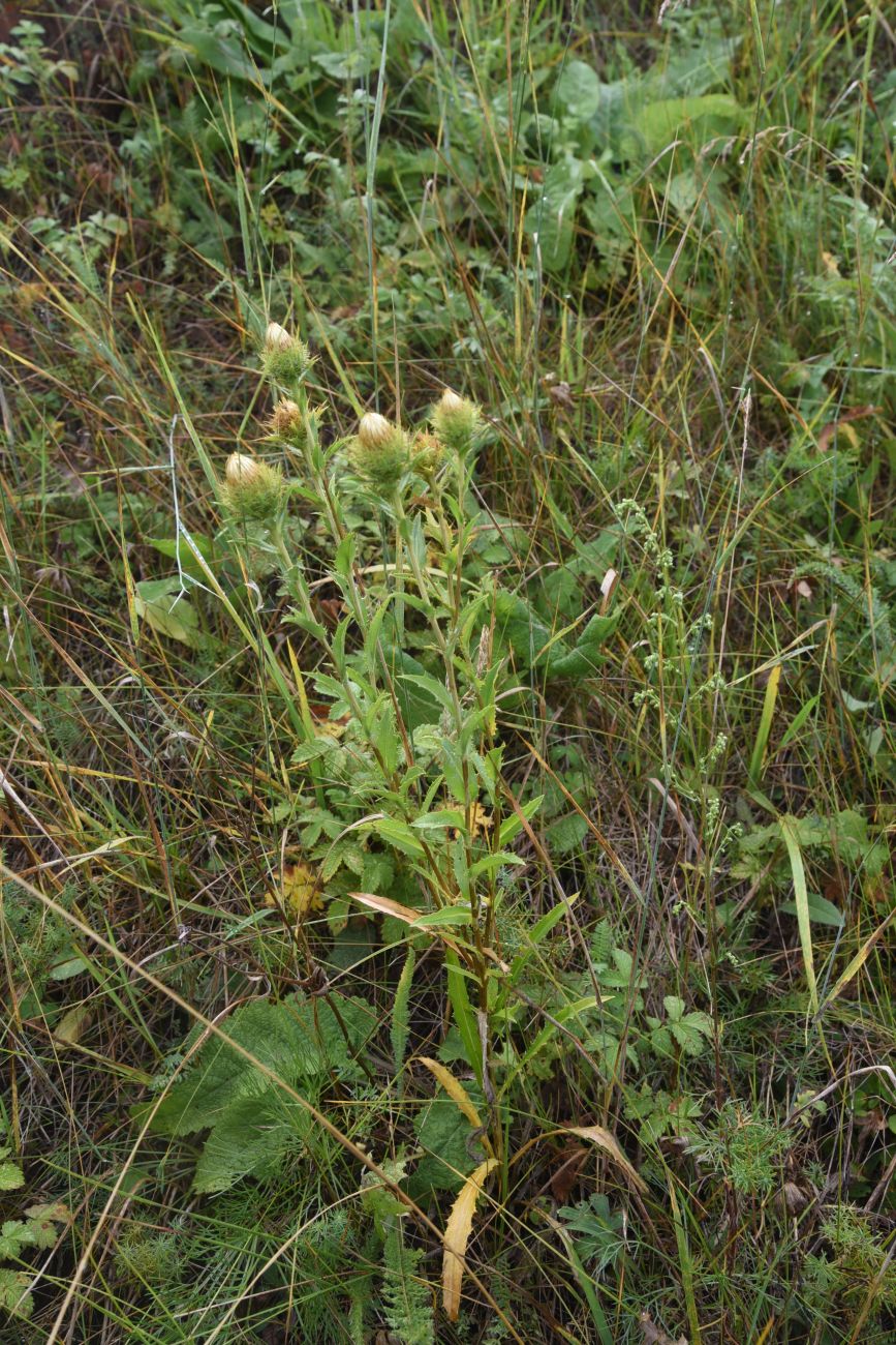 Изображение особи Carlina biebersteinii.