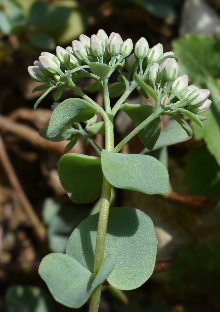 Изображение особи Hylotelephium ewersii.