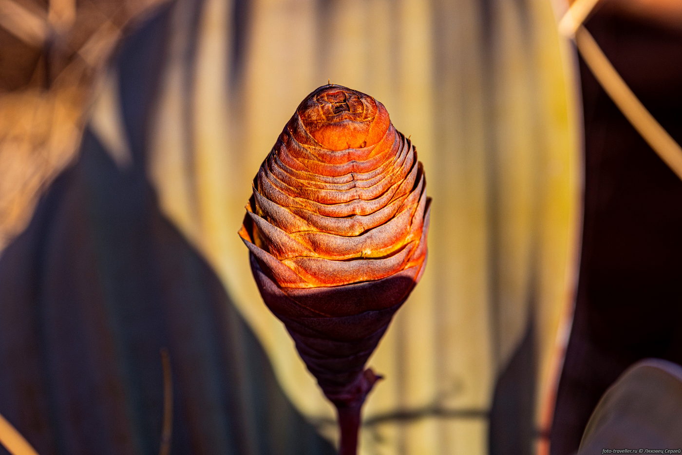 Изображение особи Welwitschia mirabilis.