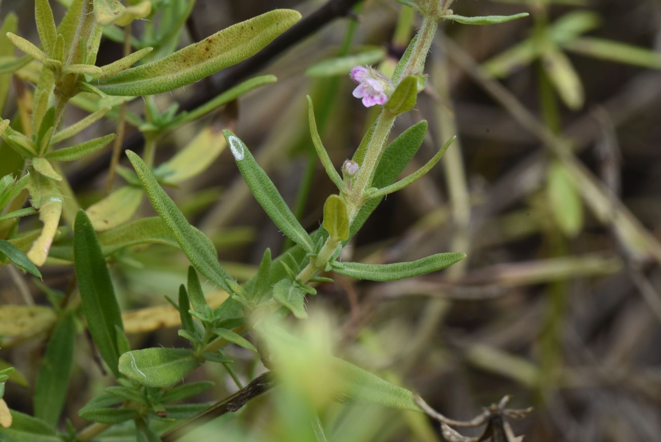 Изображение особи род Thymus.