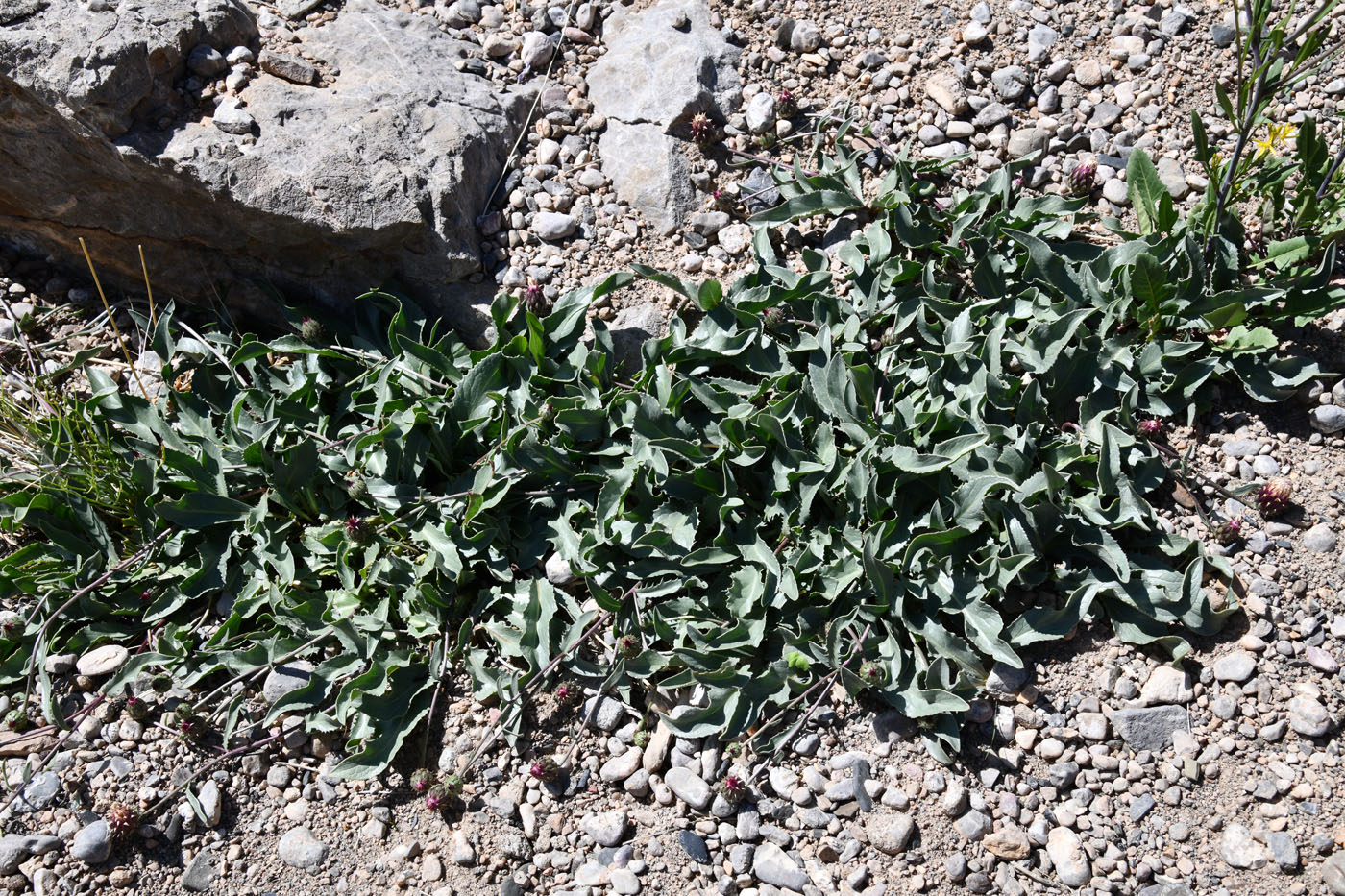 Image of Klasea procumbens specimen.