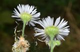 Erigeron strigosus. Верхушки побегов с соцветиями (вид со стороны обёртки). Узбекистан, г. Ташкент, Ботанический сад им. Ф.Н. Русанова, в культуре. 07.07.2024.