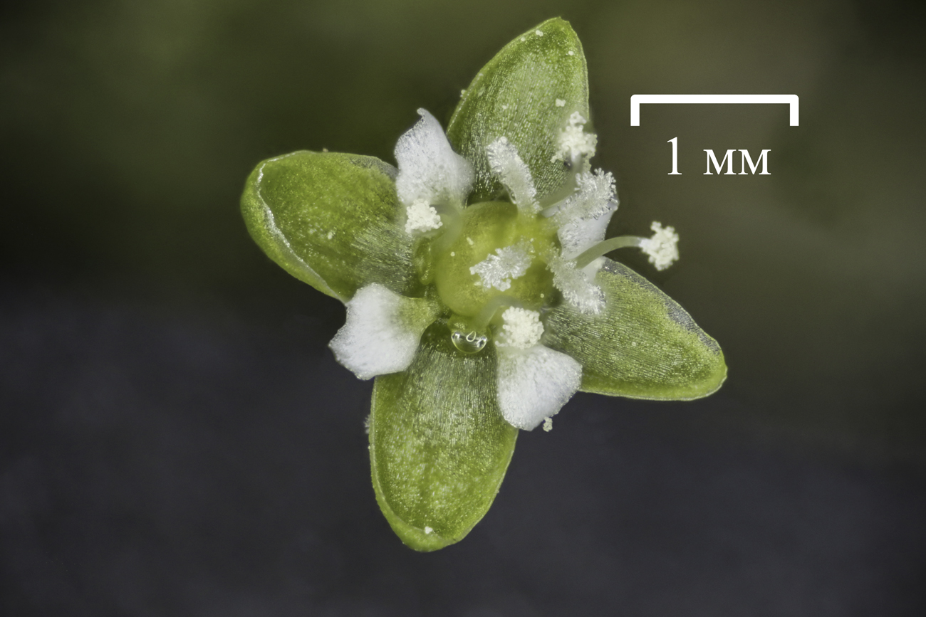 Image of Sagina procumbens specimen.