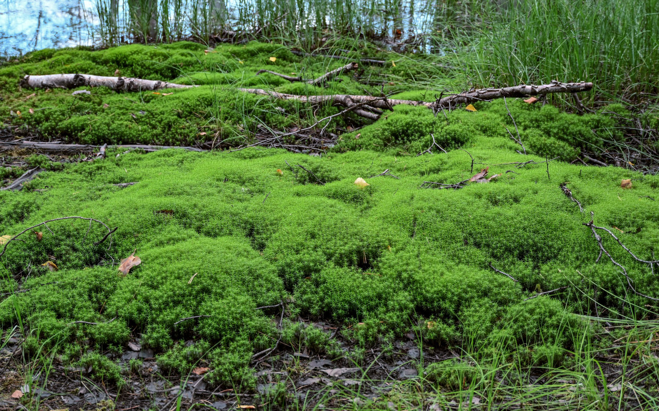 Изображение особи Polytrichum commune.