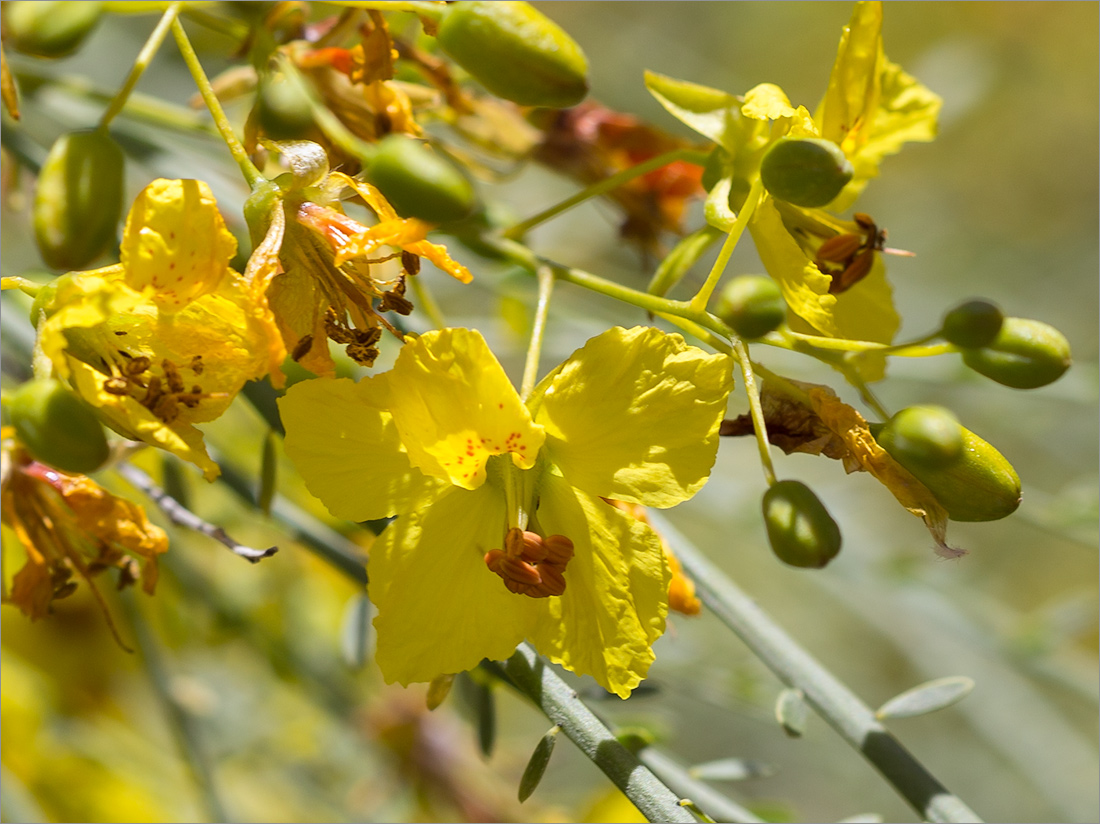 Image of Parkinsonia aculeata specimen.