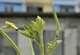 Cleome viscosa. Верхушка цветущего и плодоносящего растения. Таиланд, Бангкок, Донмыанг, пустырь среди городской застройки. 23.07.2024.