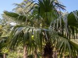 Trachycarpus fortunei. Крона зацветающего растения. Крым, Южный Берег, городской округ Ялта, Массандровский парк. 29.05.2024.