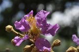 genus Lagerstroemia