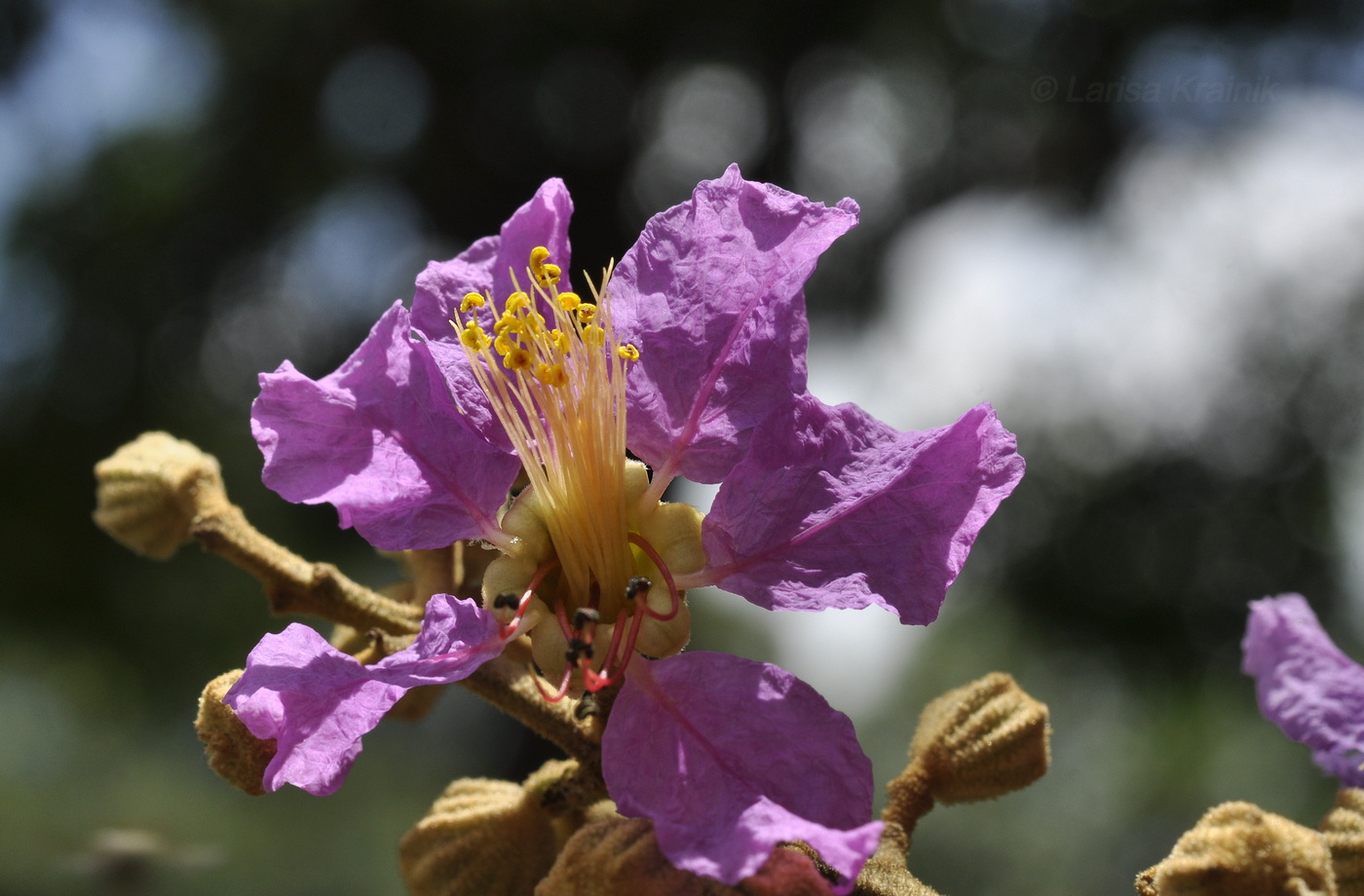 Image of Lagerstroemia speciosa specimen.