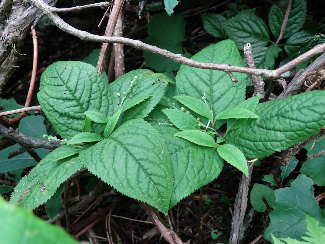 Изображение особи Chloranthus serratus.