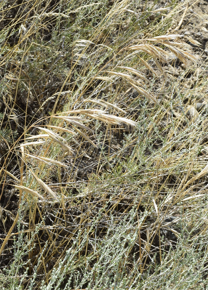 Image of Anisantha sterilis specimen.