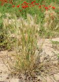 Hordeum leporinum