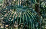 View full-size image Trachycarpus fortunei