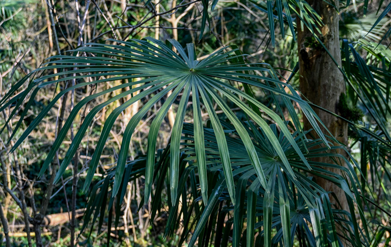 Image of Trachycarpus fortunei specimen.
