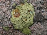 Смотреть изображение Rhizocarpon superficiale