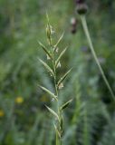 View full-size image Brachypodium pinnatum