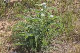 View full-size image Astragalus vulpinus