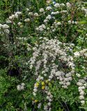 View full-size image Spiraea canescens