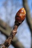 View full-size image Aesculus hippocastanum