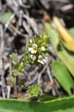 View full-size image genus Euphrasia