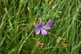 View full-size image genus Malva