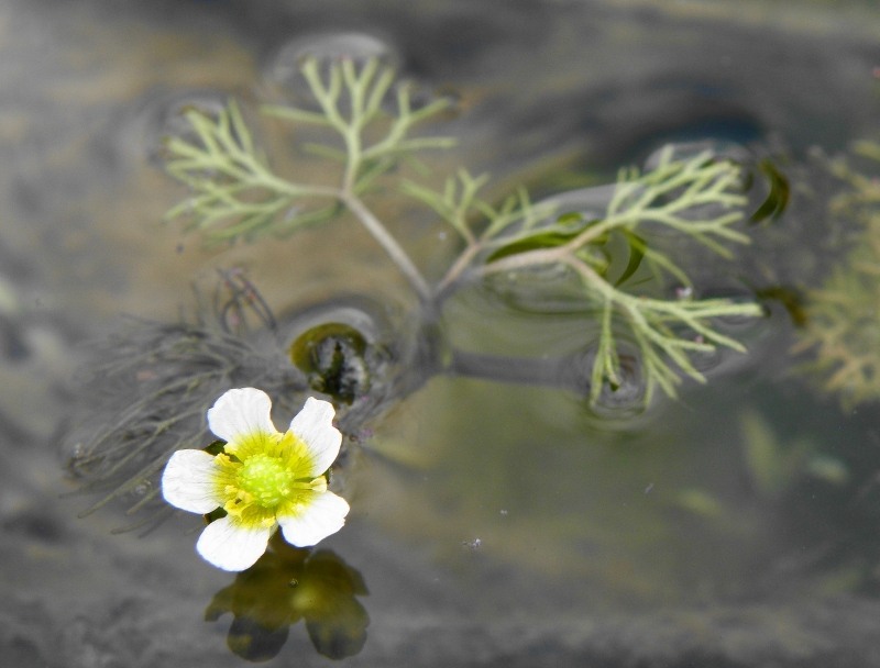 Image of Ranunculus rionii specimen.