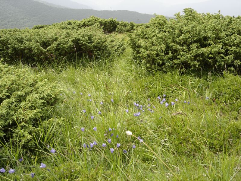 Image of Campanula polymorpha specimen.