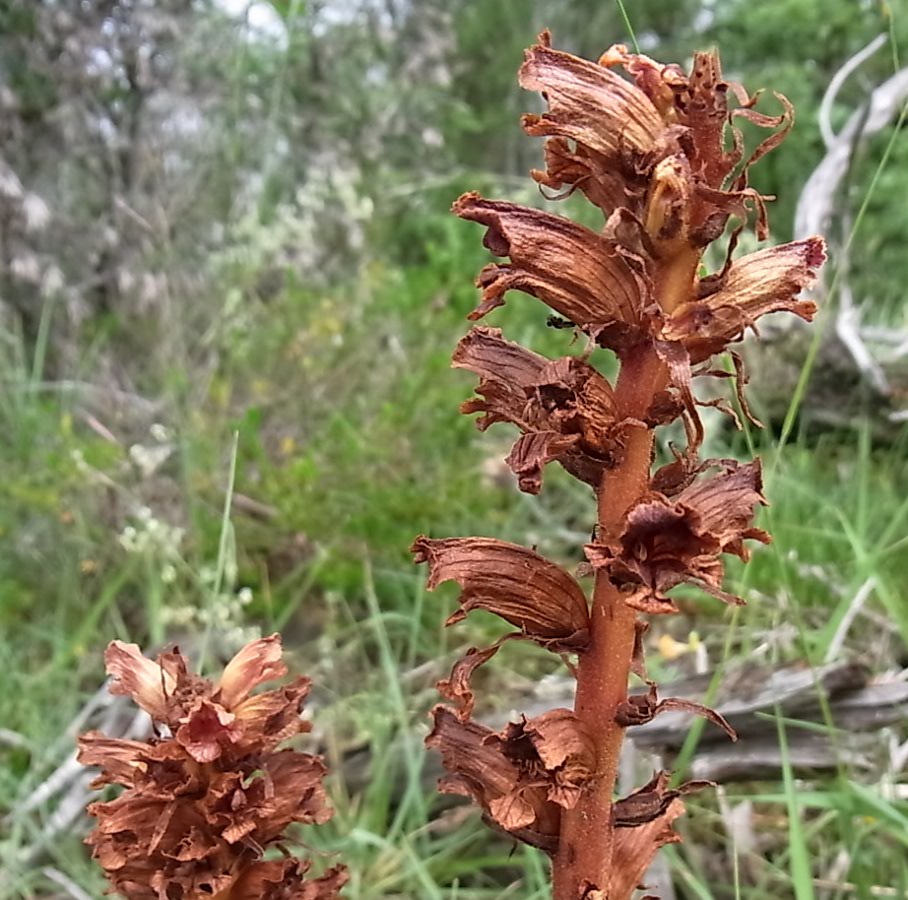 Image of Orobanche gracilis specimen.