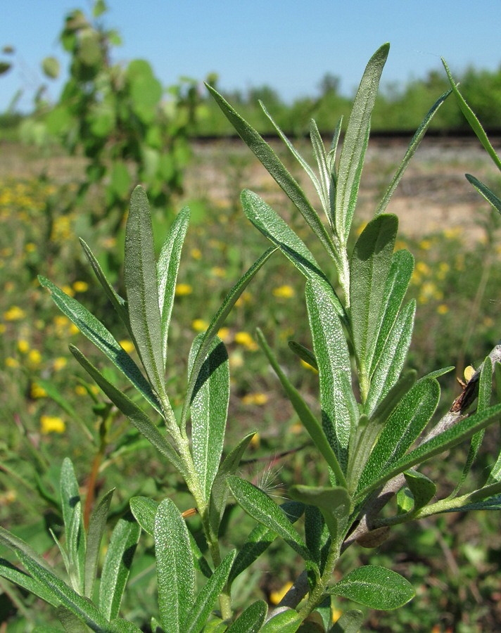 Image of Hippophae rhamnoides specimen.