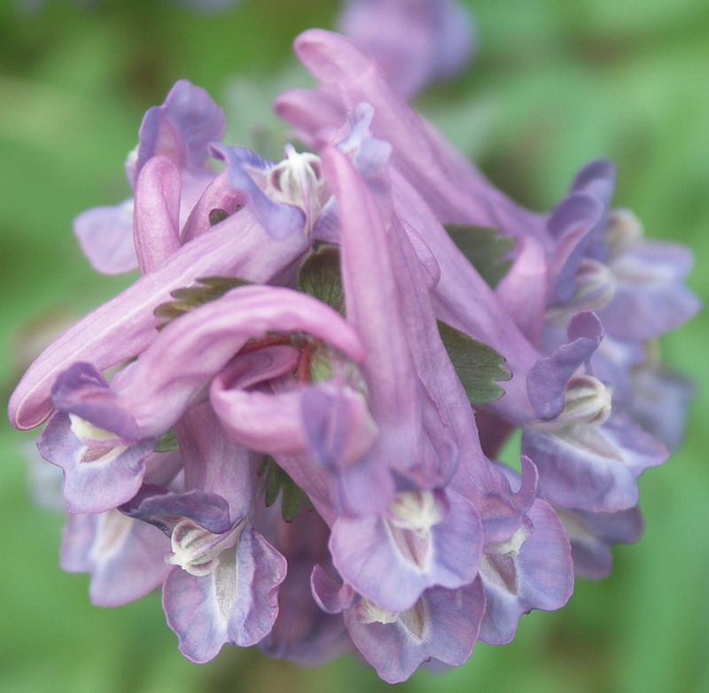 Image of Corydalis solida specimen.