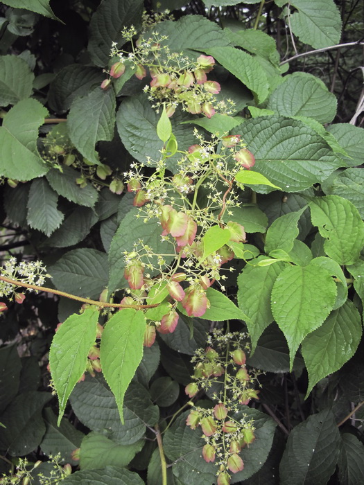 Image of Tripterygium wilfordii specimen.